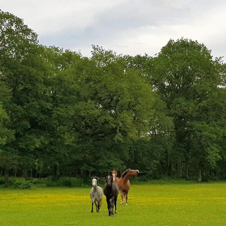 Haras Du Vignault Le Bucher Salbris Εξωτερικό φωτογραφία